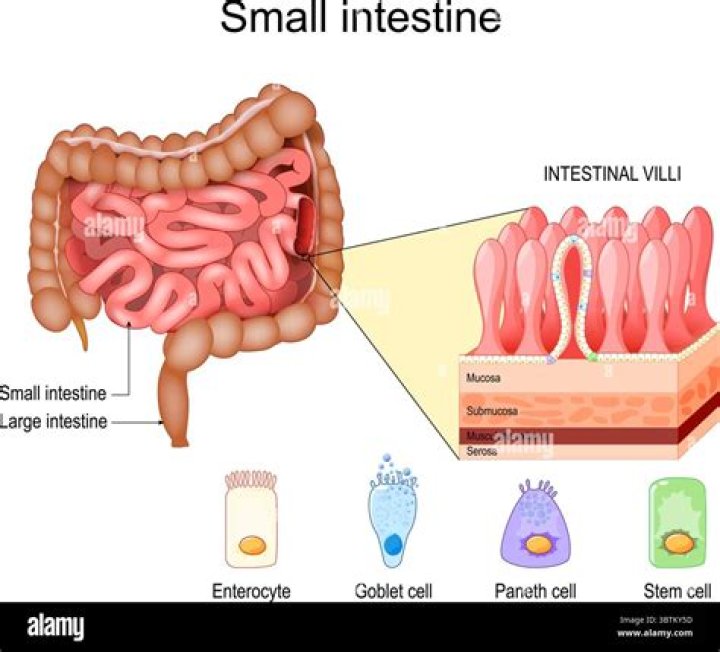 How does intestine cells increase surface area?