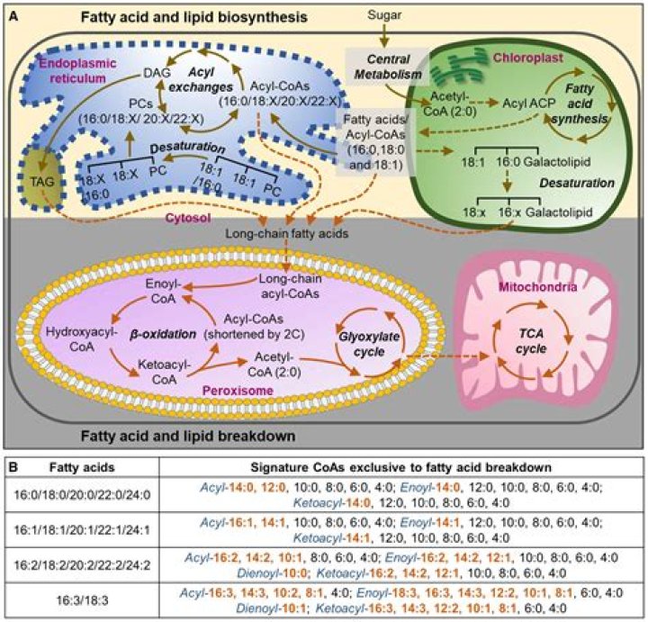 How does lipid biosynthesis occur?