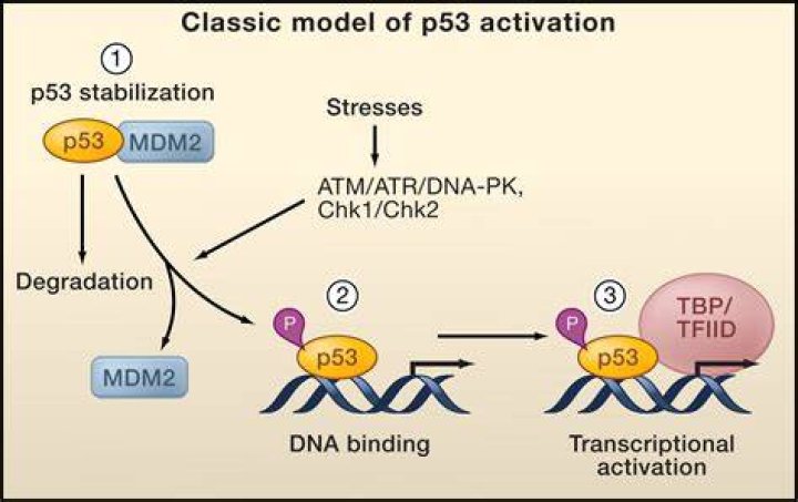 How does p53 affect RB?