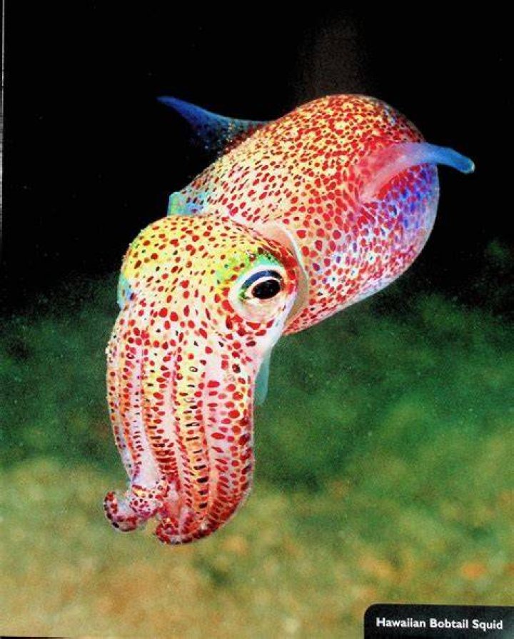 How does quorum sensing function in the Hawaiian bobtail squid?