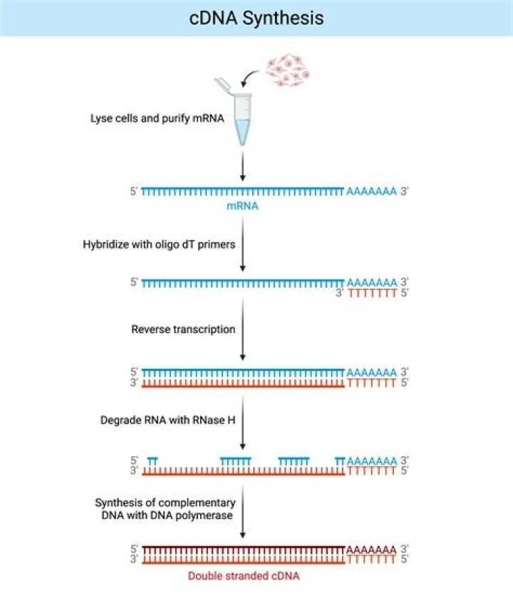 How does the synthesis of DNA and RNA differ?