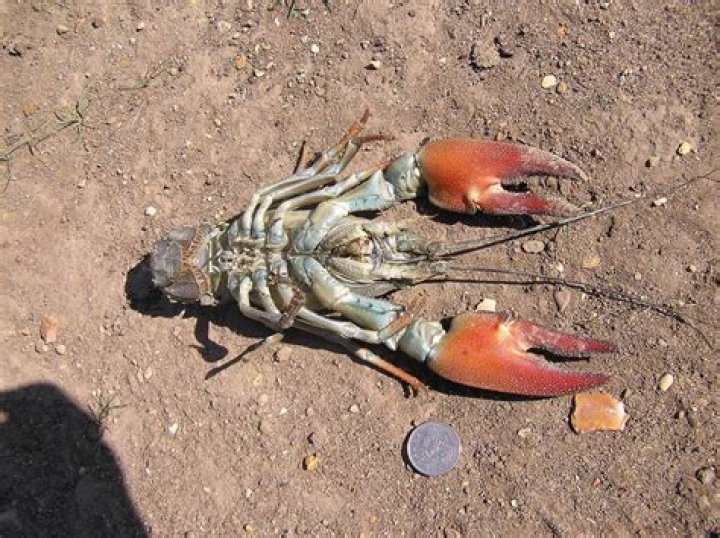 How is crayfish plague spread?