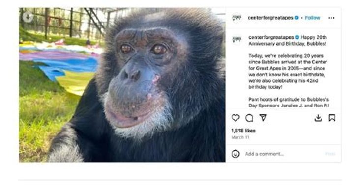 How long did Lucy the chimp live?