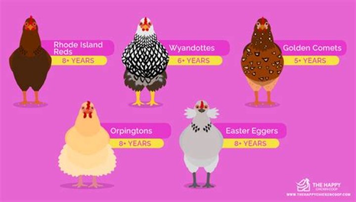 How long do chickens live as pets?