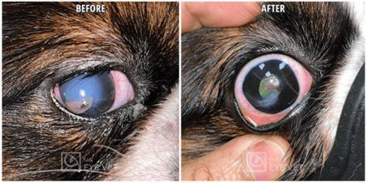 How long does a corneal graft take to heal in a dog?
