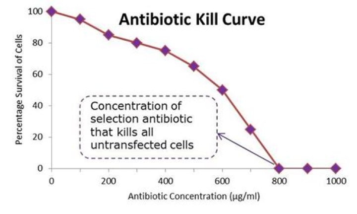 How long does blasticidin take to kill cells?