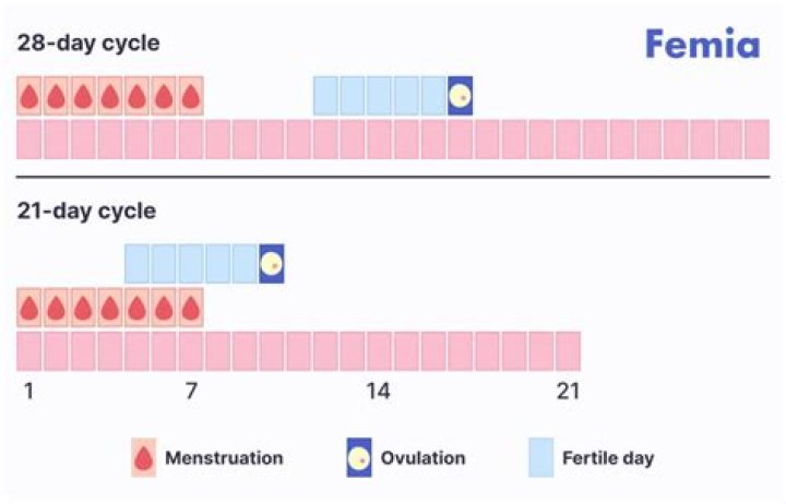 How many days a woman is fertile after menstruation?