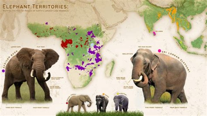 How many elephants are killed a day for ivory?