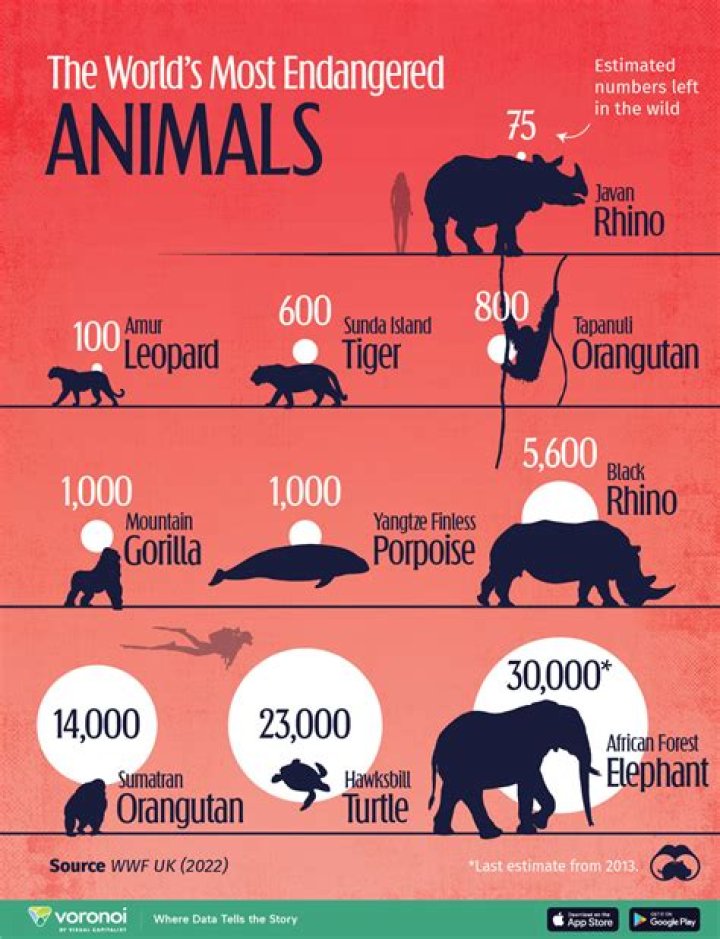 How many endangered species are there in NSW?