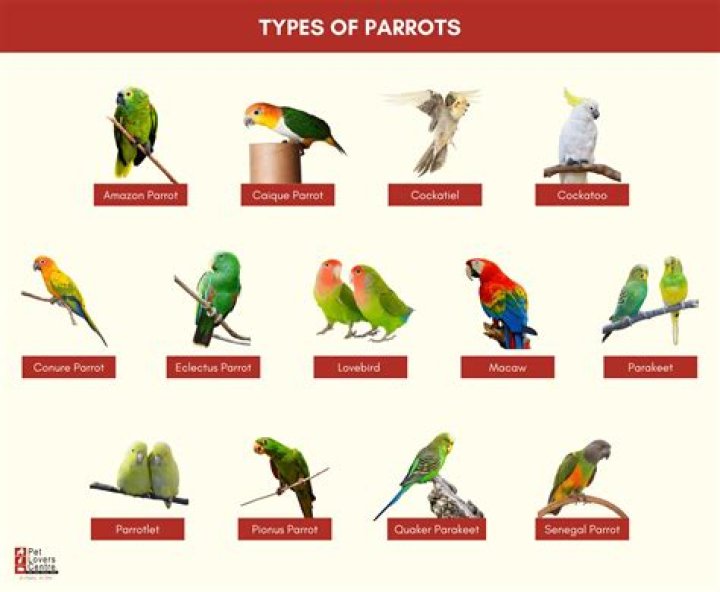 How many types of regular expression are there?