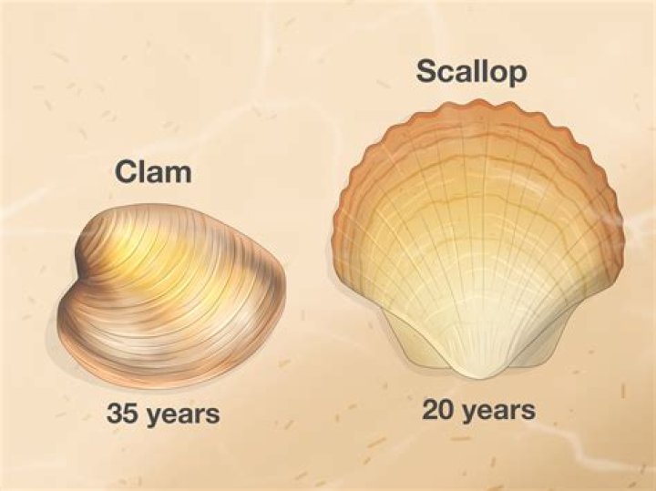 How many u10 scallops are in a pound?