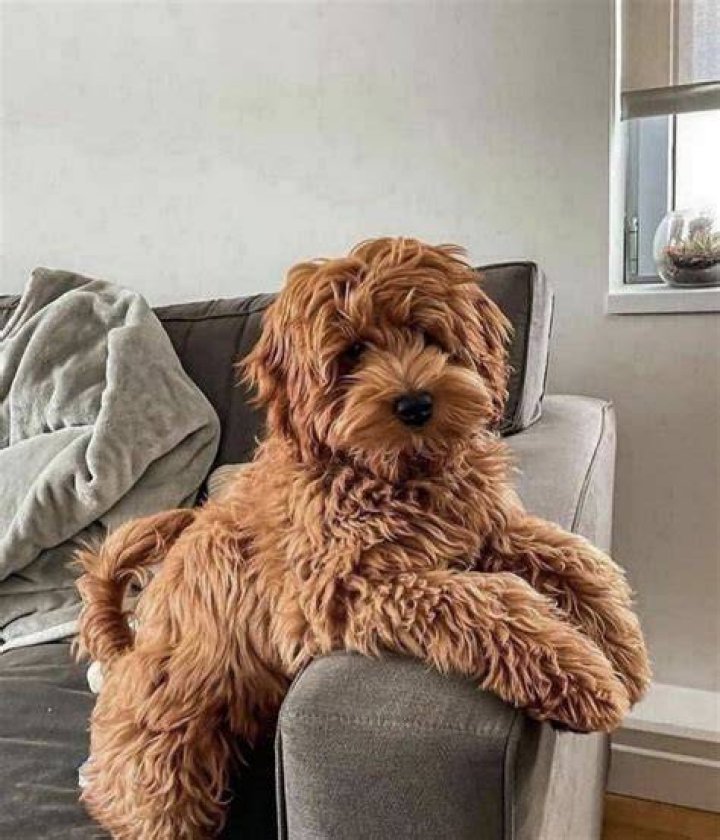 How much do F1B mini Goldendoodles cost?