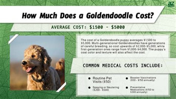 How much does a apricot Goldendoodle cost?