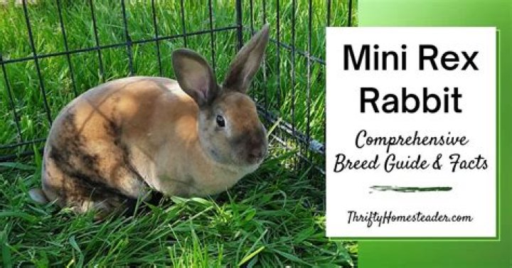 How much does a Mini Rex rabbit cost?