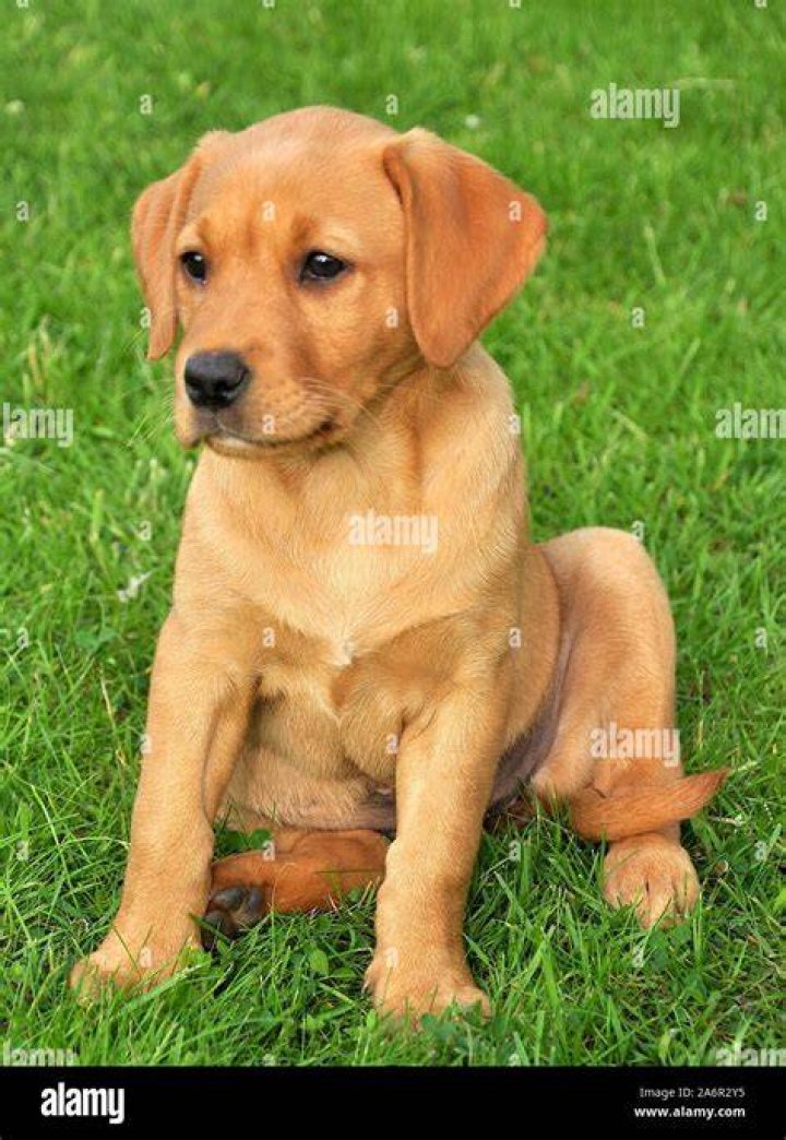 How much does a red fox lab puppy cost?