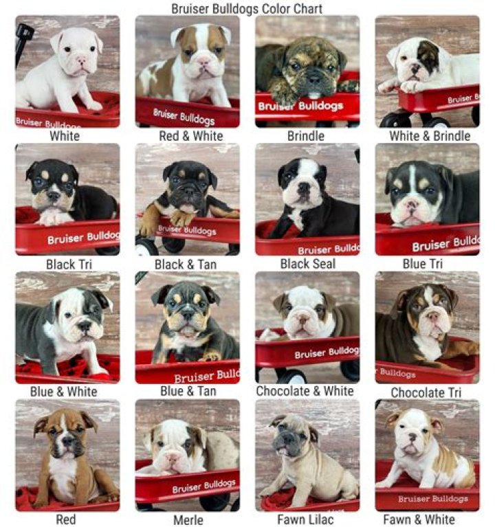 How much is a purebred English bulldog puppy?