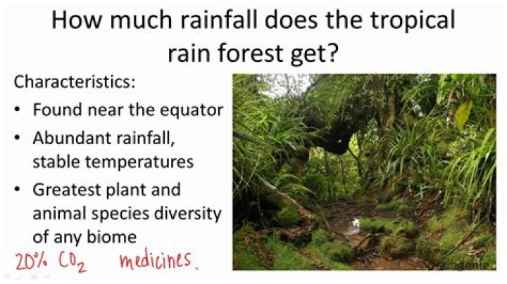 How much rainfall does the Daintree rainforest get?