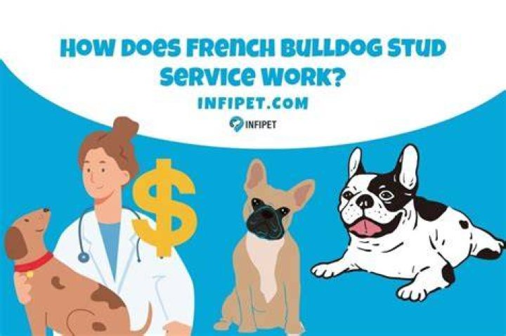 How much should I charge to stud my dog?