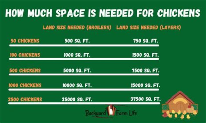 How much space do you need for 1000 chickens?