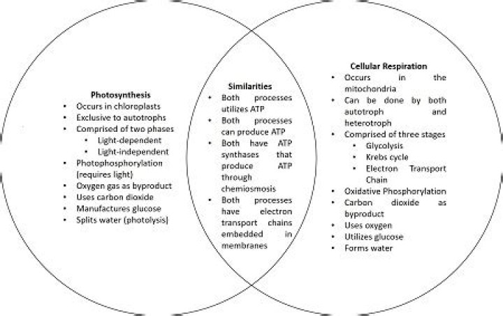 How photosynthesis compares and contrasts with cellular respiration?