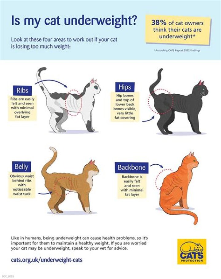 How wide should a cat walk be?