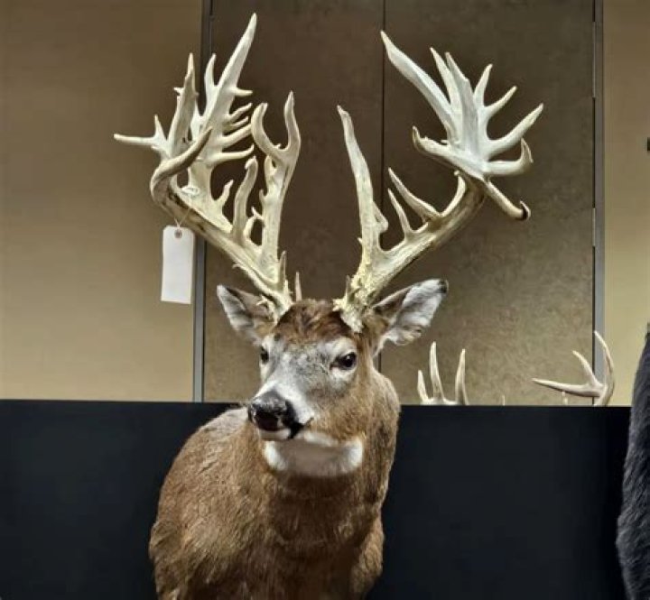 Is a 4 point buck legal in Pennsylvania?