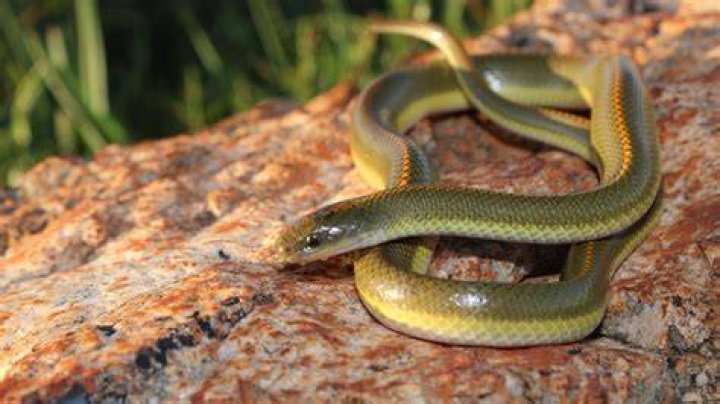Is a Aurora snake poisonous?
