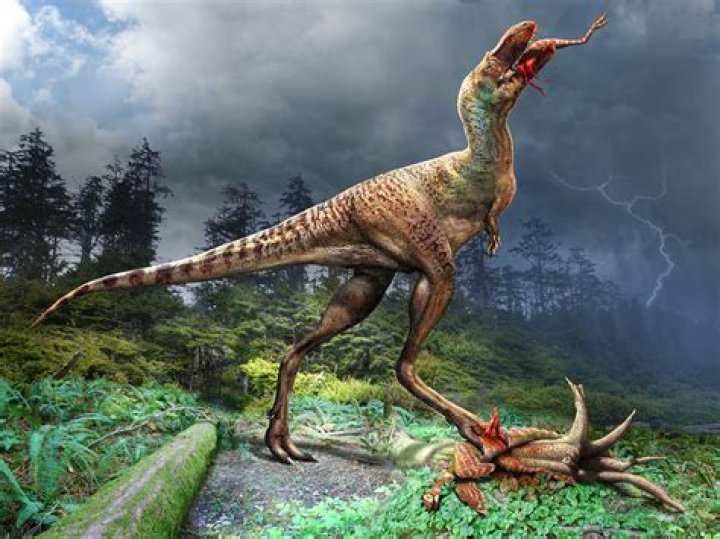 Is a gorgosaurus at Rex?
