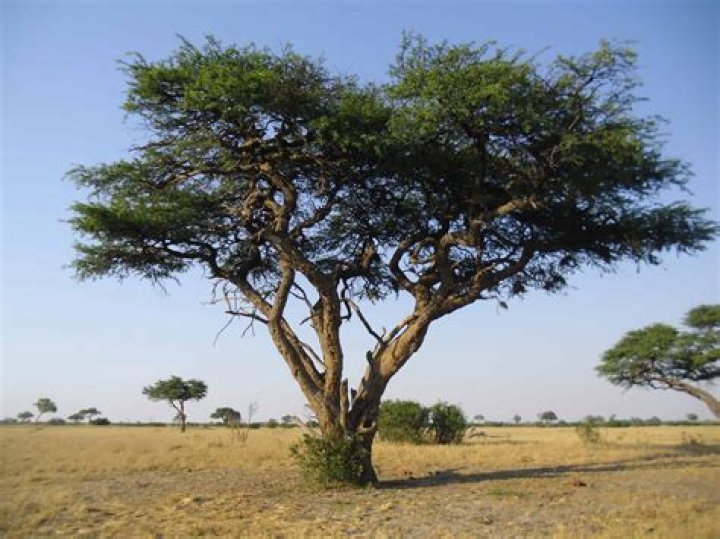 Is acacia better than oak?