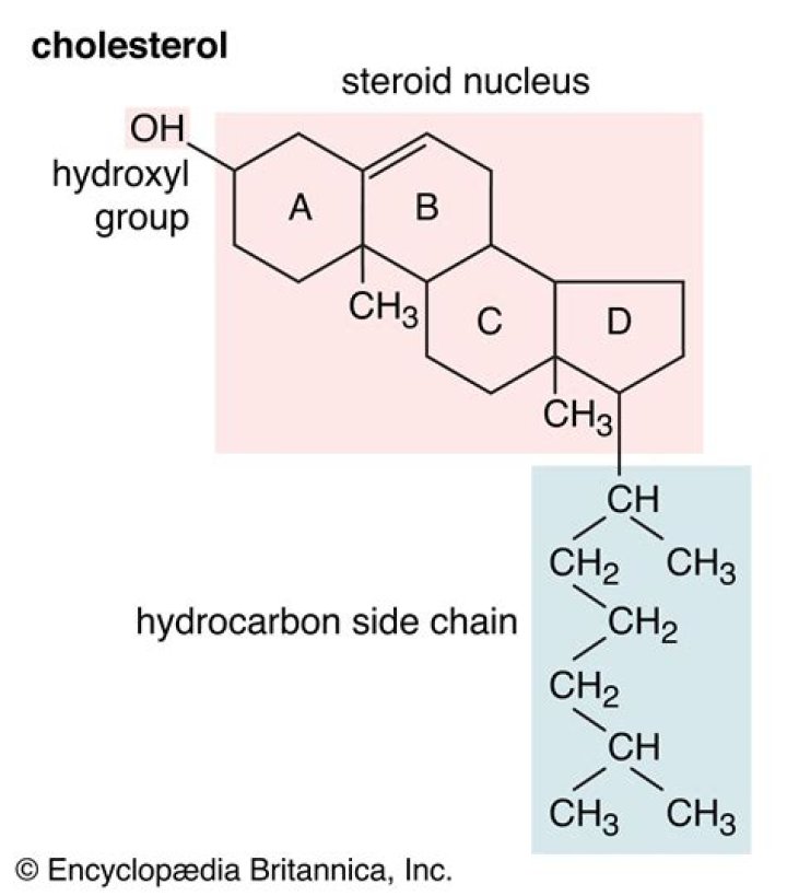 Is Androstene a steroid?