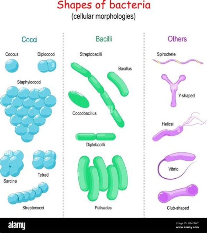 Is Azotobacter rod shaped?