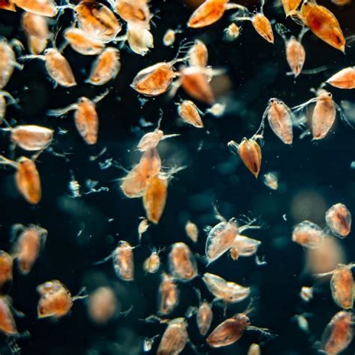 Is Daphnia present in polluted water?