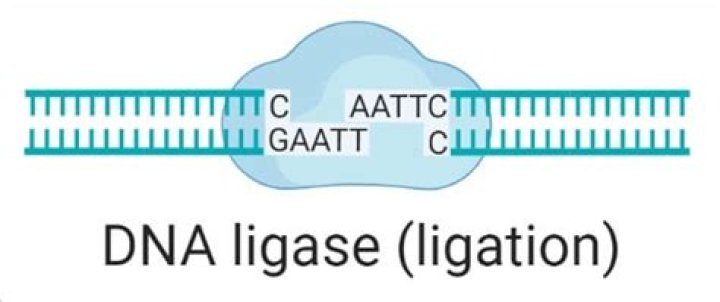 Is DNA ligase used in PCR?