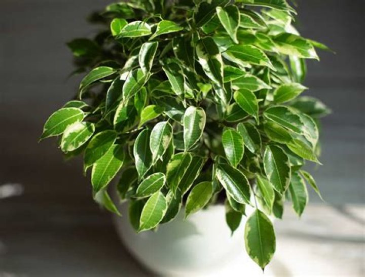 Is Ficus Nana and Ficus microcarpa the same?