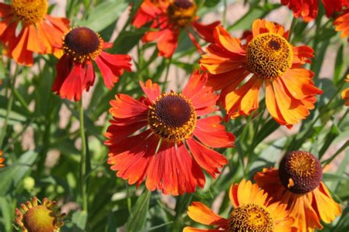 Is Helenium a perennial or annual?