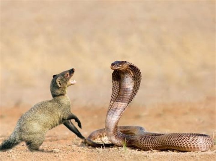 Is Mongoose a good omen?