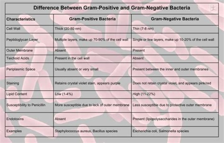 Is morganella Morganii Gram positive or negative?