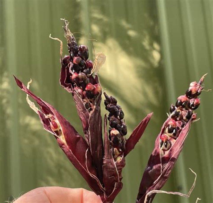 Is teosinte edible?