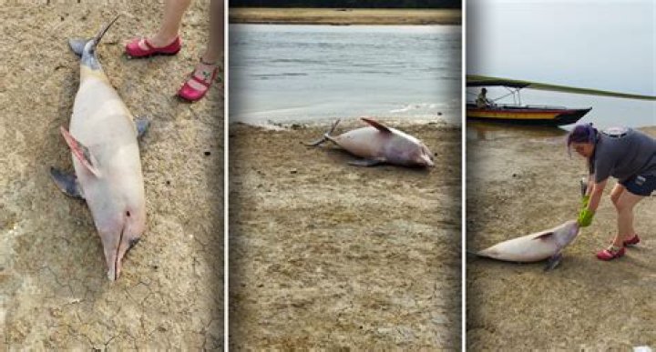 Is the pink dolphin extinct?