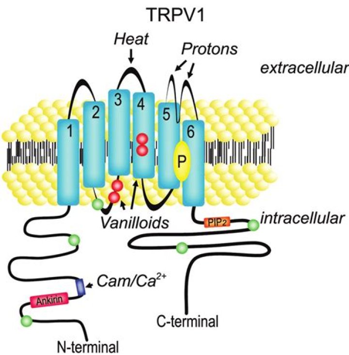 What activates the TRPV1 receptor?