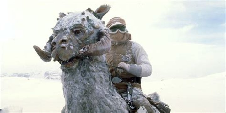 What animal did the MythBusters base their tauntaun on?