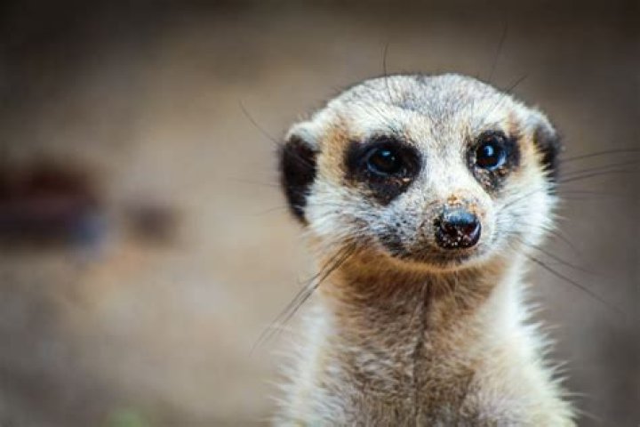 What animal is Timon?