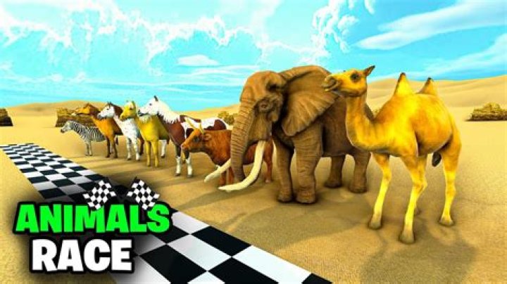 What animals are used for racing?