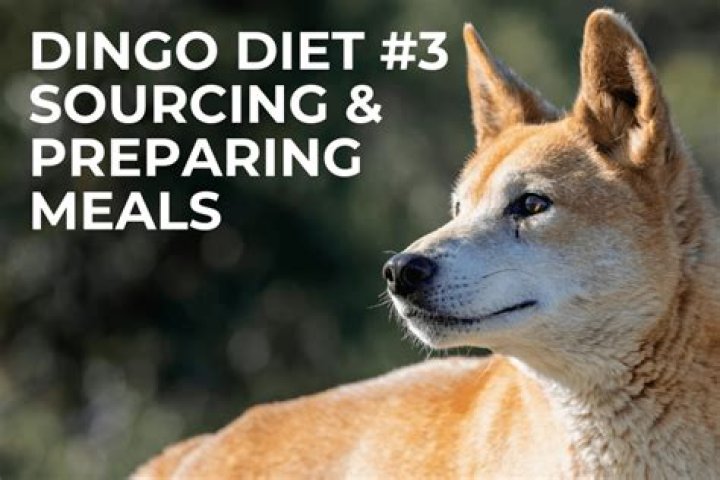What animals do dingoes eat?