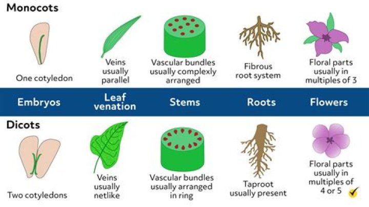 What are 3 examples of Plantae?