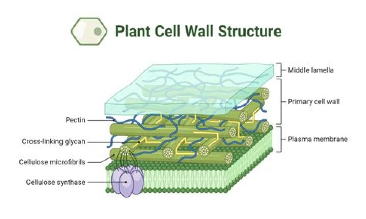 What are algal cell walls made out of?