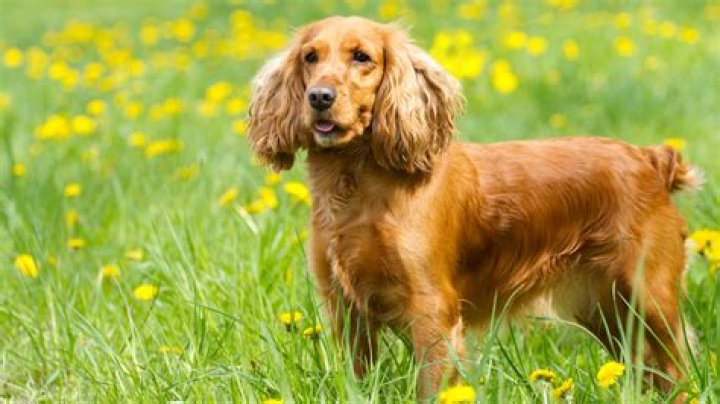 What are common problems with cocker spaniels?