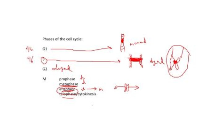 What are monads in biology?
