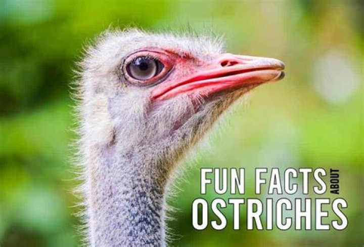 What are some fun facts about ostriches?