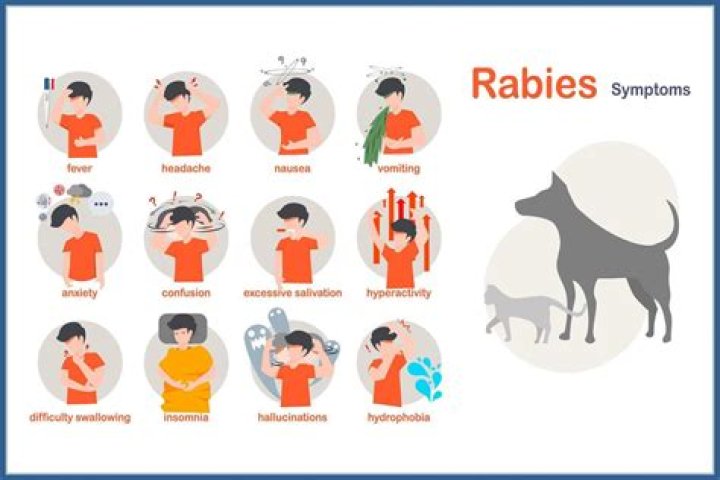 What are the 3 forms of rabies?